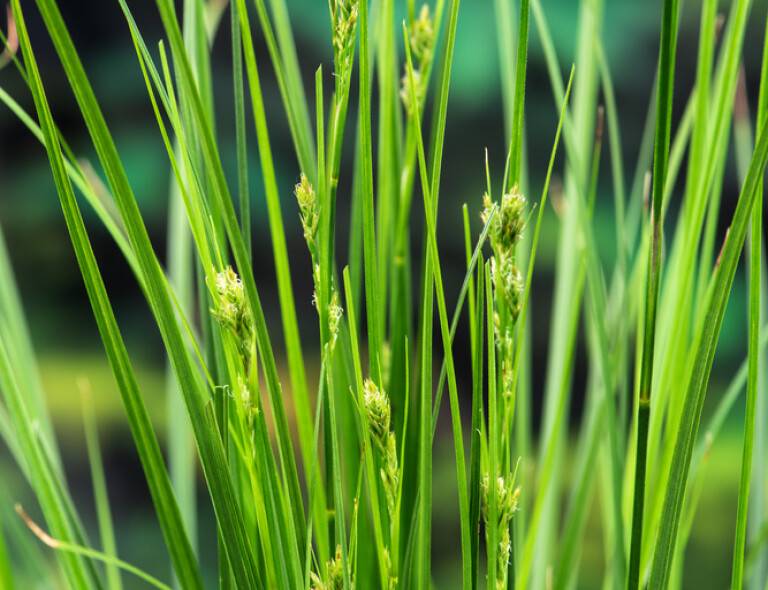 Carex brunnea 'Magic Green'